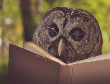 an owl with glasses is reading a book in the woods