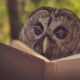 an owl with glasses is reading a book in the woods