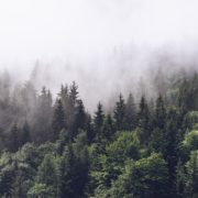 forested mountain slope in low lying cloud with the evergreen conifers shrouded in mist in a scenic landscape view