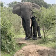 elephant in the wild