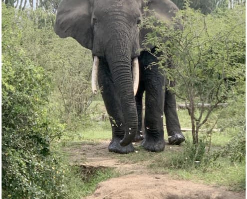 elephant in the wild