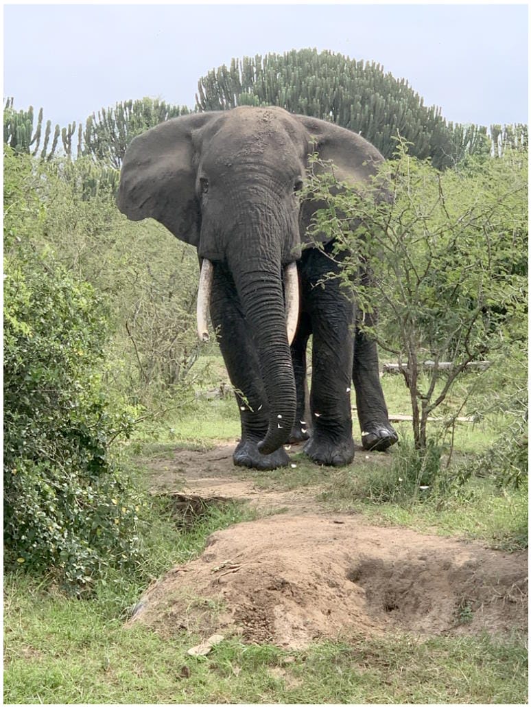 elephant in the wild