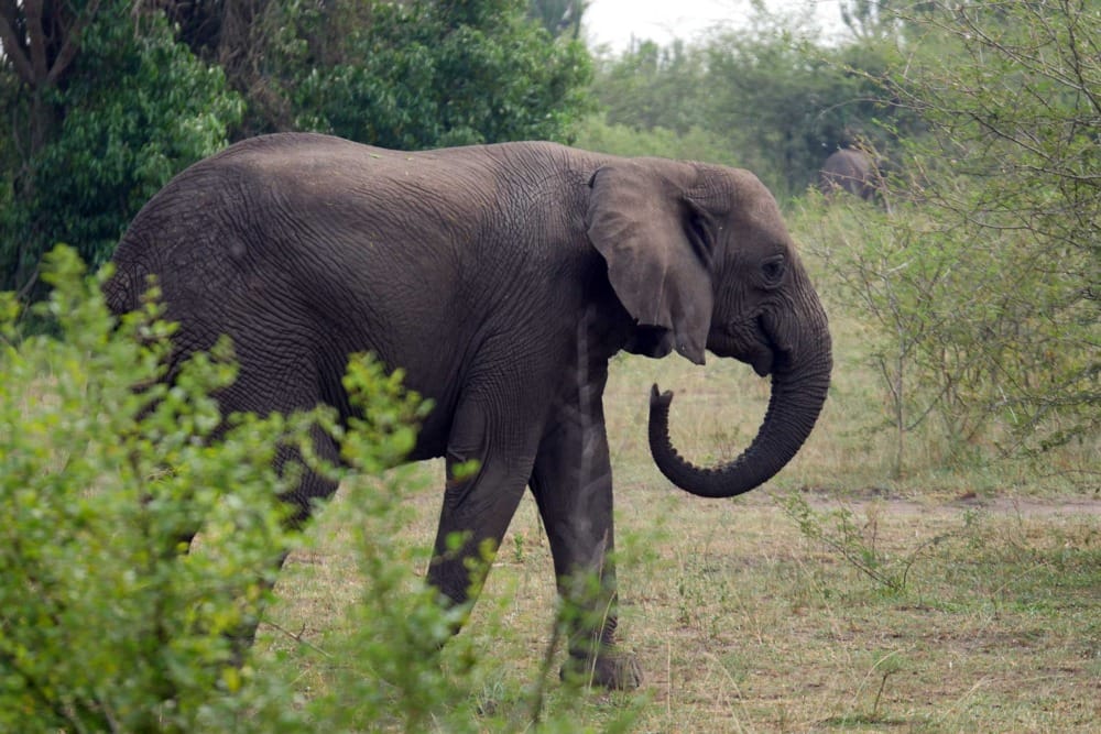 elephant in the wild