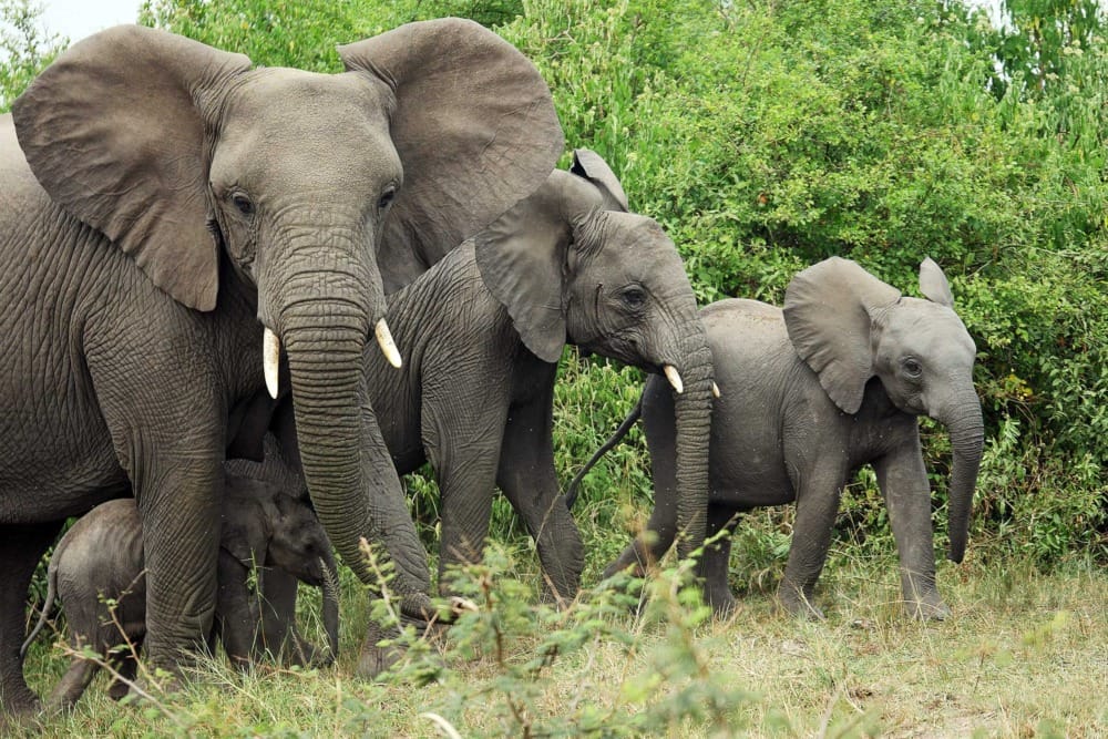 elephant family