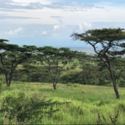 trees in Africa