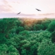 birds flying over forest