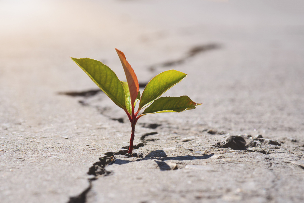 Plant growing from crack in dry ground