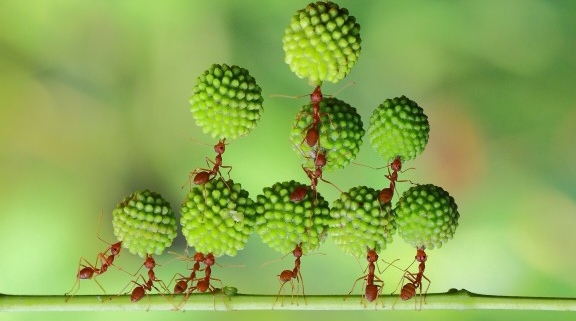 ants working together