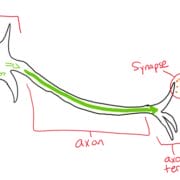 neuroscience diagram