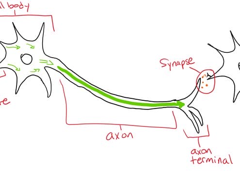 neuroscience diagram