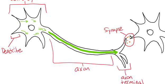 neuroscience diagram