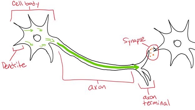 neuroscience diagram