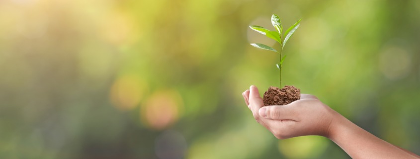 Hand holding young plant