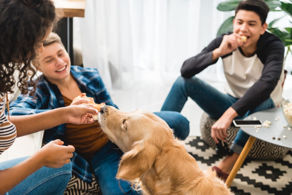 people feeding a dog