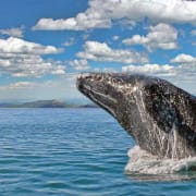 a gray whale jumping out of the ocean on a beautiful day