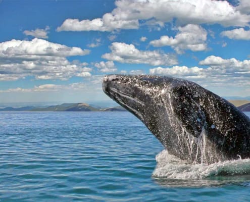 a gray whale jumping out of the ocean on a beautiful day