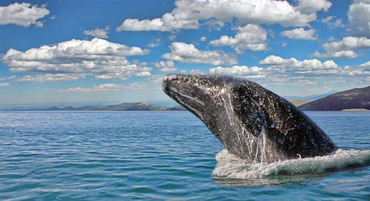 a gray whale jumping out of the ocean on a beautiful day
